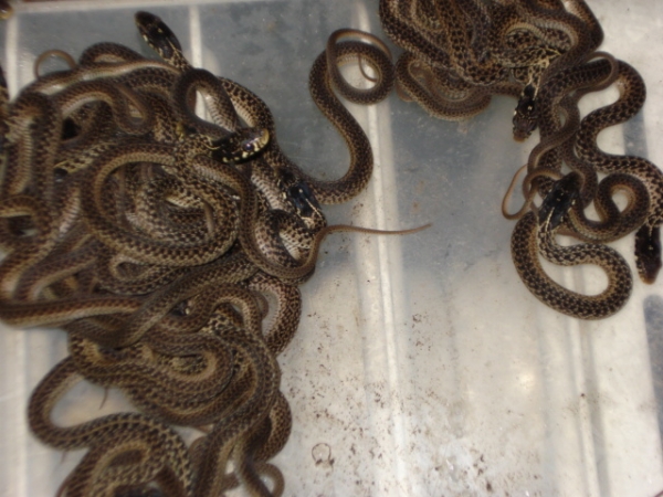 erythristic florida eastern babies - Garter Snake Gallery