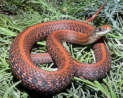 Awesome T.ordinoides - Northwestern - sSNAKESs : Reptile Forum